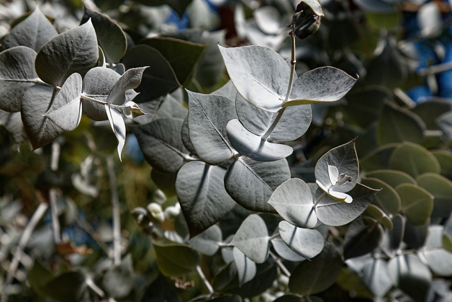 Jardin Botanique de la Bastide-010
